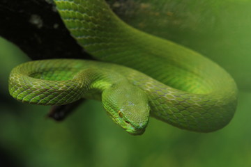 Green Viper Trimeresurus insularis is a venomous pit viper subspecies found in Indonesia and East Timor.
