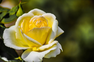 yellow rose with water drops of dew
