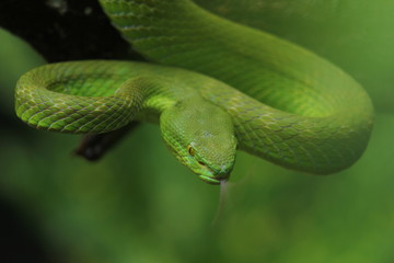 Green Viper Trimeresurus insularis is a venomous pit viper subspecies found in Indonesia and East Timor.