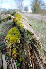 Alter Baumstumpf mit Moos - Sturmschaden
