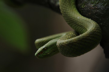 Obraz premium Green Viper Trimeresurus insularis to podgatunek jadowitej żmii jadowitej występujący w Indonezji i Timorze Wschodnim.