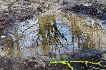 Bäume in Pfütze Schloss Frankenberg