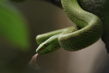 Obraz premium Green Viper Trimeresurus insularis is a venomous pit viper subspecies found in Indonesia and East Timor.