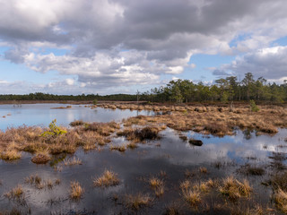 View of a peat bog lake on a sunny day
