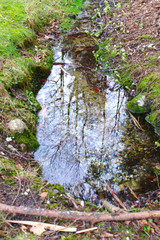 Bäume reflektiert in Wasserpfütze