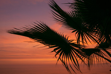 Naklejka na ściany i meble Sunset Miraflores Peru. Coast. Palmtree
