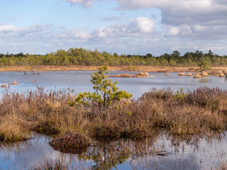 View of a peat bog lake on a sunny day