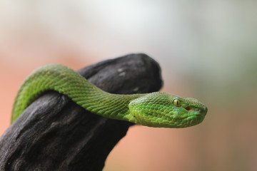 Green Viper Trimeresurus insularis is a venomous pit viper subspecies found in Indonesia and East Timor.
