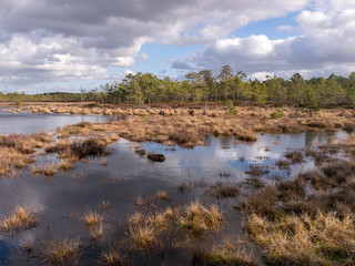 View of a peat bog lake on a sunny day