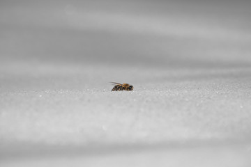 Biene im Schnee seitlich Schneewehe