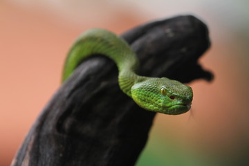 Green Viper Trimeresurus insularis is a venomous pit viper subspecies found in Indonesia and East Timor.