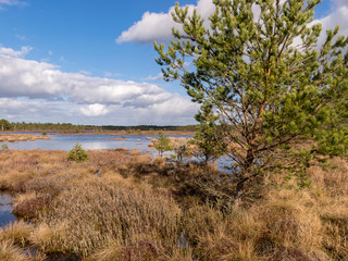 bog landscape with foreground of old grass