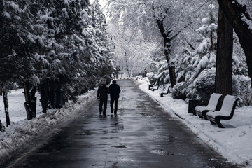 Winter park walkway after snowfall. Snow blizzard snowstorm background. Park, outdoor. Winter snowstorm. Urban landscape.