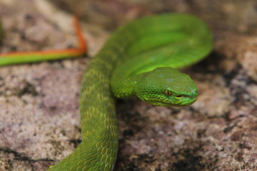 Green Viper Trimeresurus insularis is a venomous pit viper subspecies found in Indonesia and East Timor.