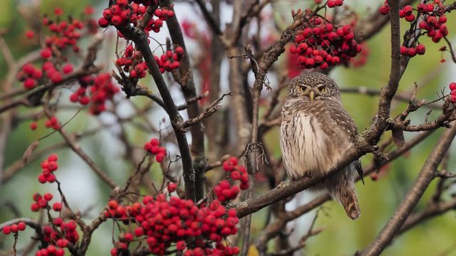 Eurasian pygmy owl among red rowan berries. The Eurasian pygmy owl (Glaucidium passerinum) is the smallest owl in Europe.