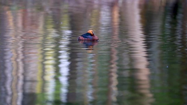 The horned grebe or Slavonian grebe (Podiceps auritus) is a relatively small waterbird in the family Podicipedidae.