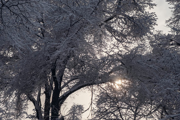 Beautiful trees covered with snow in snowfall, great design for any purposes. Snowfall background. Beautiful winter landscape. New year snow background. Seasonal nature background.