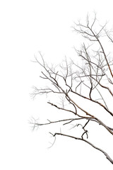 Dry twigs, dry trees on a white background Object concept