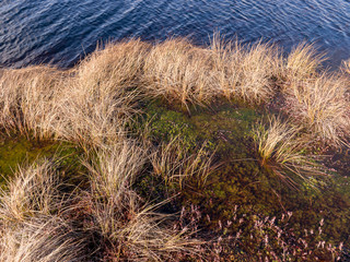 abstract image with dry bog grass and bog water