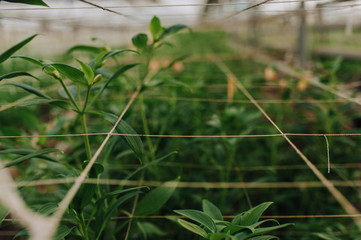 Seedlings of flowers, trees with small seeds, planted a panel or in a greenhouse