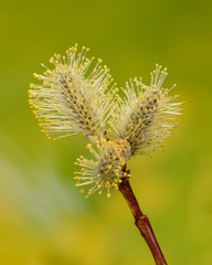 Blüten der Drachenweide, Weidenblüte mit Staubbeutel voller Pollen, leuchtend gelbe Weidenkätzchen