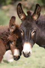 Fototapeta premium donkey one