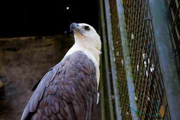 Portrait of a eagle