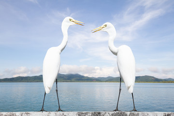 Two white birds Great Egret standing on wall on blurred blue sea and sky background