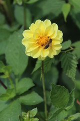 Wasp, Bee or Hoverfly collecting nectar from flower in Knottingley West Yorkshire Britain,UK