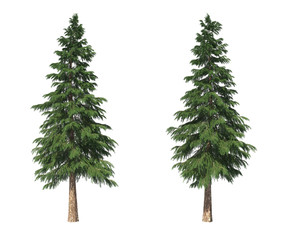 Coniferous trees on an isolated background. Spruce.