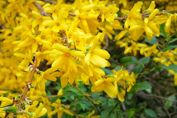 Forsythia europaea is blooming in spring in garden, close up. Yellow gentle flowers is growing in park. Landscaping and decoration in springtime season in city.