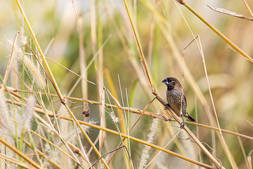 Scaly breasted munia perching on wild grass on blurred nature background