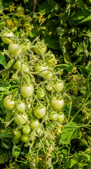 A branch of green cherry tomatoes
