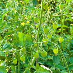 A branch of green cherry tomatoes