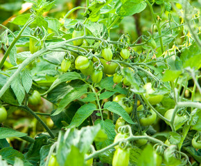 A branch of green cherry tomatoes