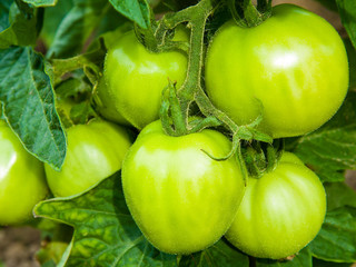 A branch of green tomatoes