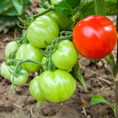 Green tomatoes and one red tomato on a branch
