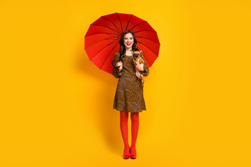 Full length body size view of her she nice attractive lovely pretty cheerful wavy-haired girl using parasol holding in hand small dog isolated on bright vivid shine vibrant yellow color background