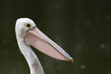 Pelican against dark natural background and strong sunlight