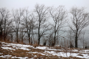  landscape with row of trees in winter