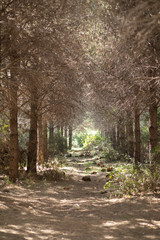 Obraz premium pathway between trees in the nature