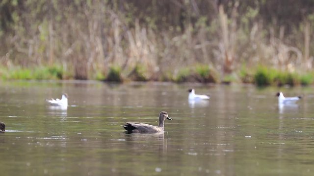 The gadwall (Mareca strepera) is a common and widespread dabbling duck in the family Anatidae. gadwall (Mareca strepera).