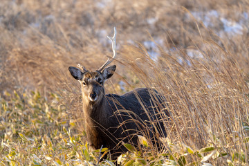 エゾシカ