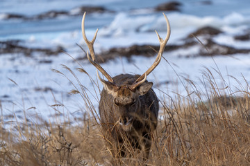 エゾシカ