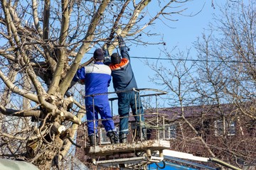 male electricians cut tree branches eliminating the breakage of the electric grid line
