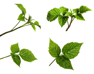 set of branches of raspberry bush on an isolated white background. Green leaf raspberry isolate. Sprout