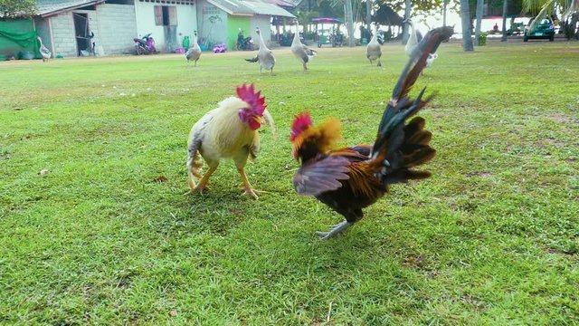 Thai fighting roosters in real conditions against the backdrop of the backyard and geese. Beautiful multi-colored roosters with incredible shades of plumage. Slow motion shot. Close-up.