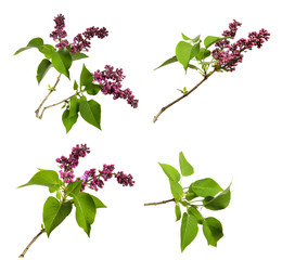 set of branches of lilac bush on an isolated white background with flowers and green foliage. Bouquet of lilac, isolate