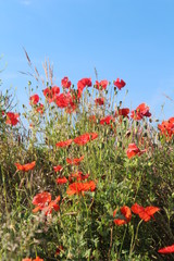 Red poppies taken against blue sky close up on summers morning In Britain UK