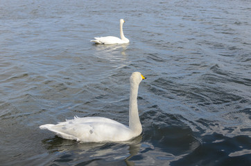 Obraz premium white swan on the lake